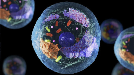 Biologie: De Cel