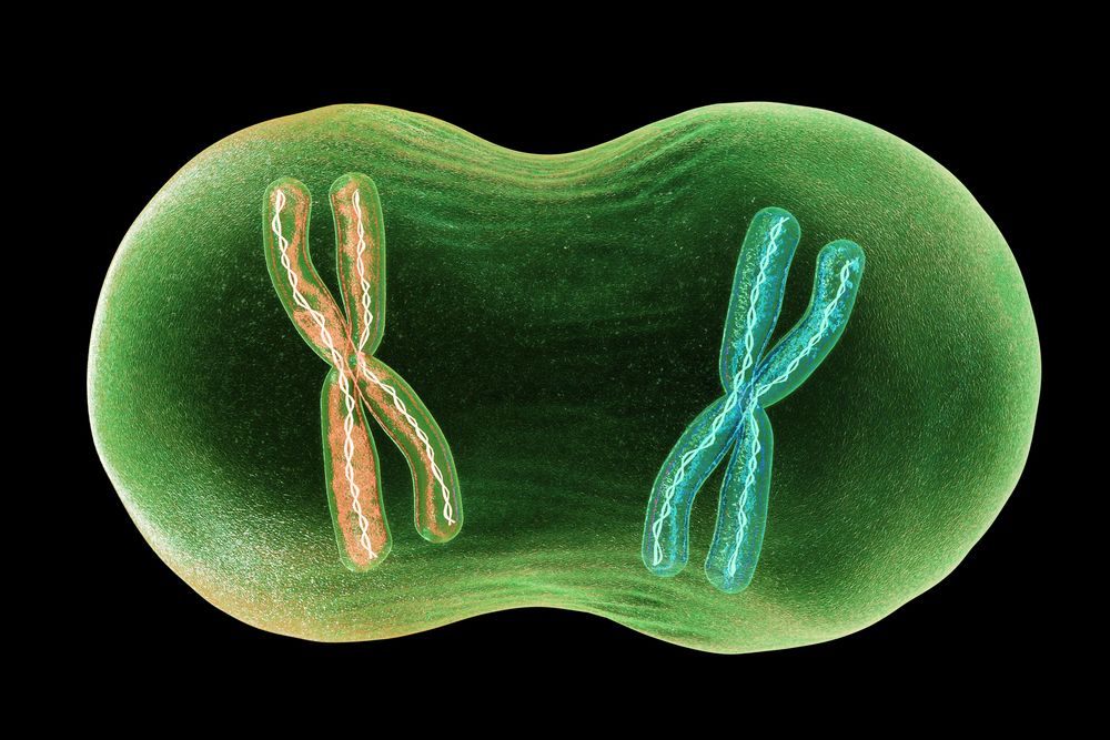 Biologie: Mitose + Meiose