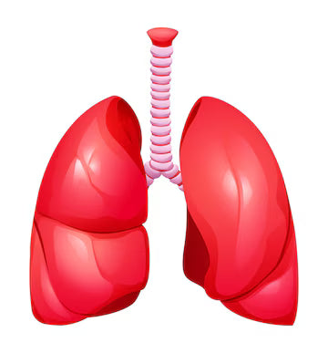 Biologie: Aerobe en Anaerobe Celademhaling