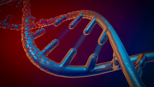 Biologie: Transcriptie + Translatie
